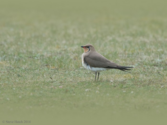 Collared Pratincole