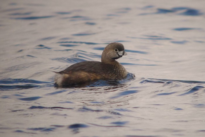 Pied-billed Grebe