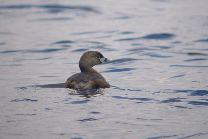 Pied-billed Grebe