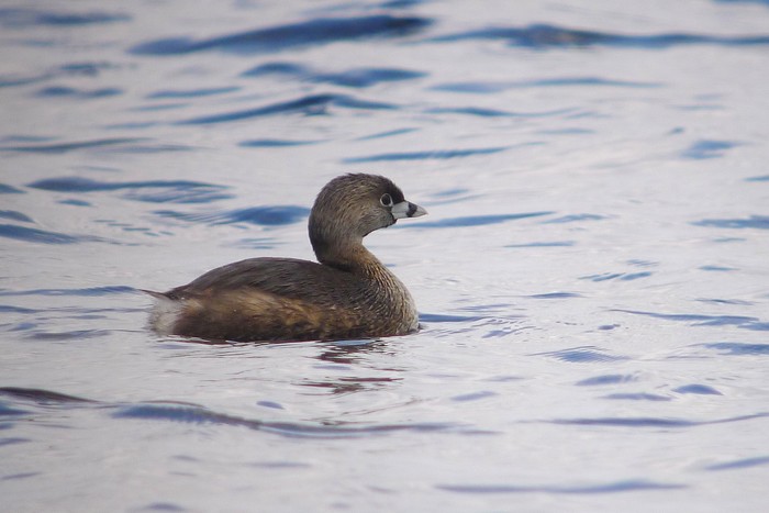 Pied-billed Grebe