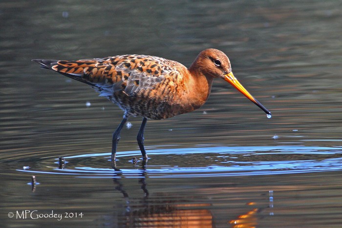 Black-tailed Godwit