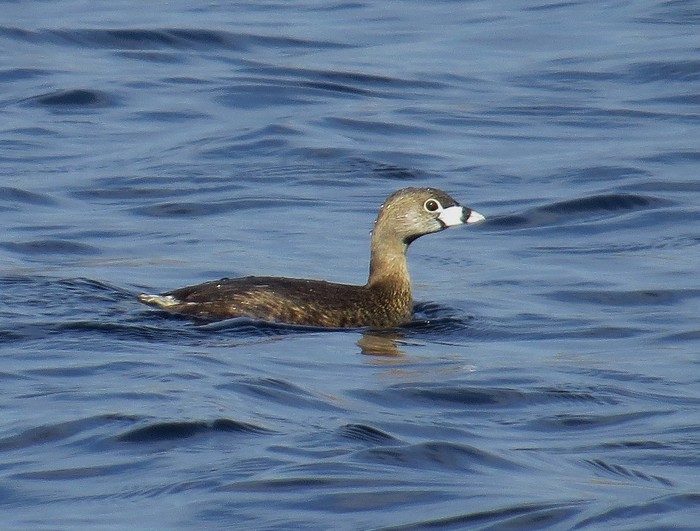 Pied-billed Grebe