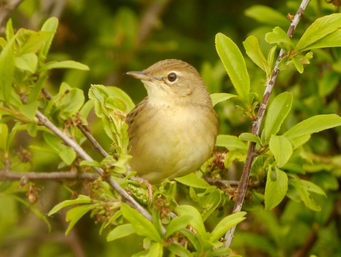 Grasshopper Warbler