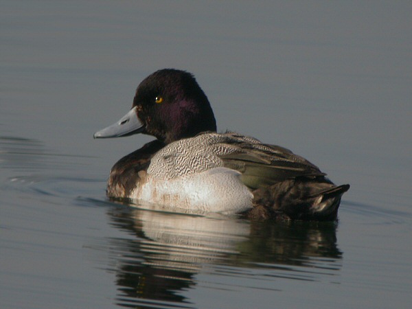 Lesser Scaup