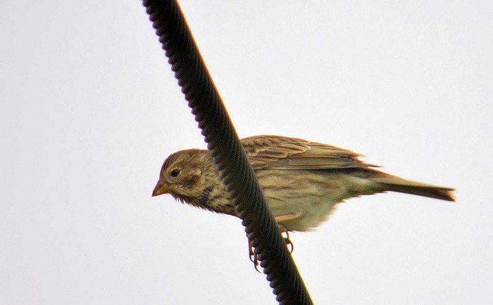 Corn Bunting