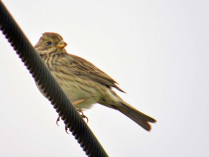 Corn Bunting