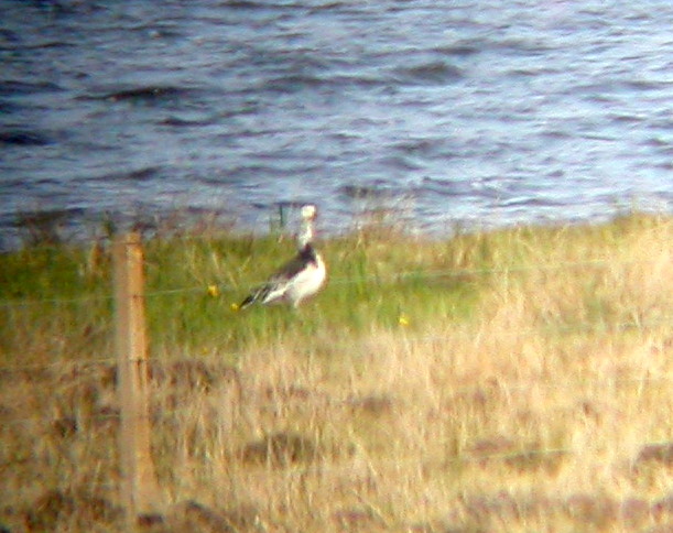 Snow Goose