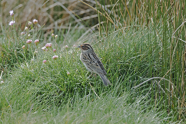 Little Bunting