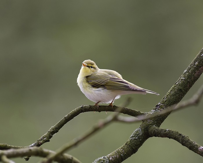Wood Warbler