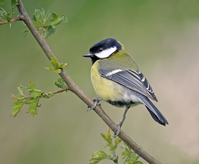 Great Tit