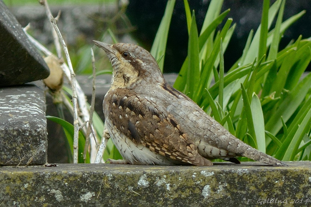 Wryneck