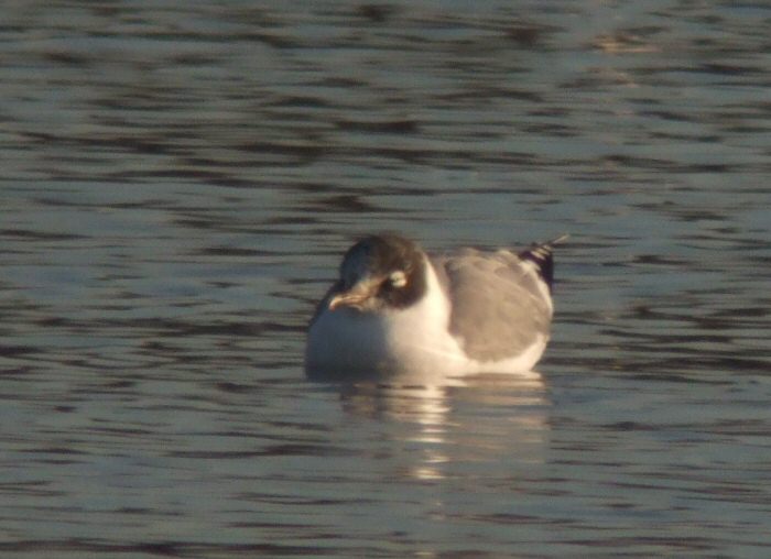 Franklin's Gull
