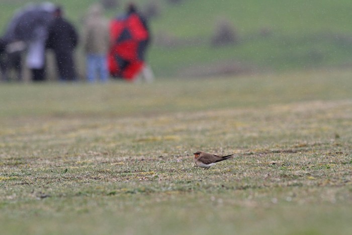 Collared Pratincole