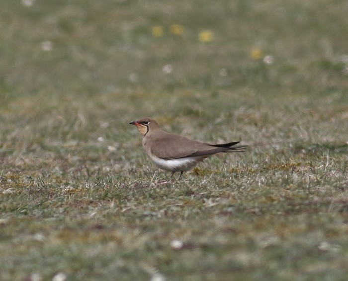 Collared Pratincole