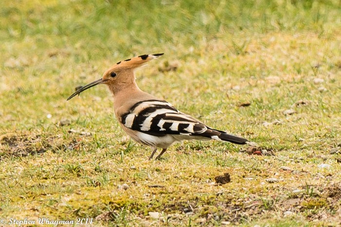 Hoopoe