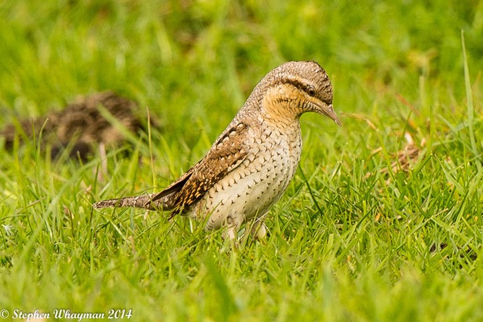 Wryneck