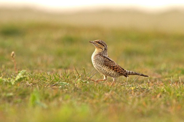Wryneck