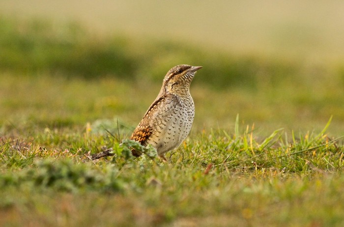 Wryneck