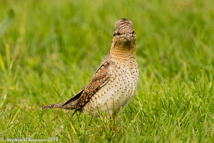Wryneck