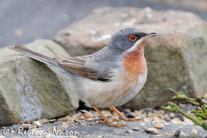 Eastern Subalpine Warbler