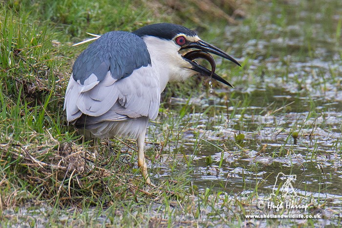 Night Heron