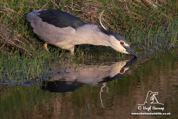 Night Heron