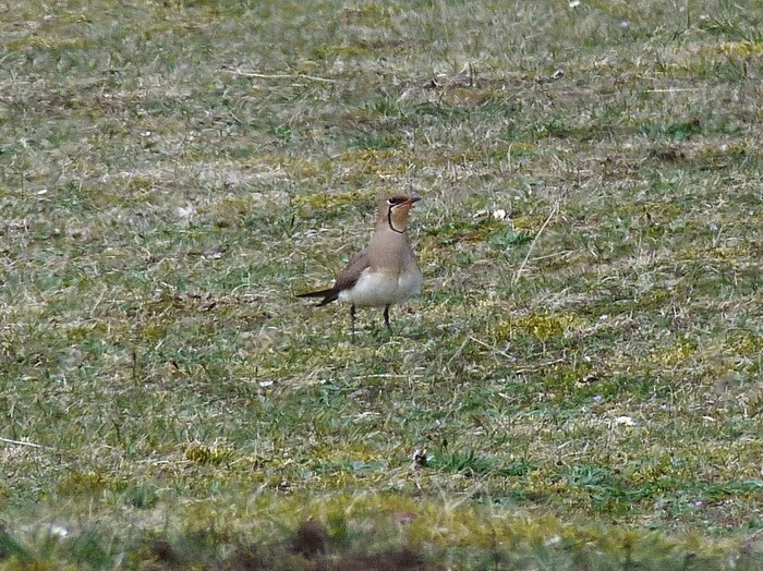 Collared Pratincole