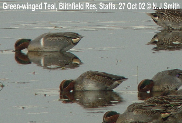 Green-winged Teal