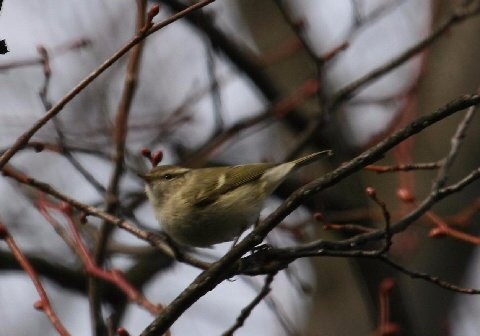 Hume's Yellow-browed Warbler