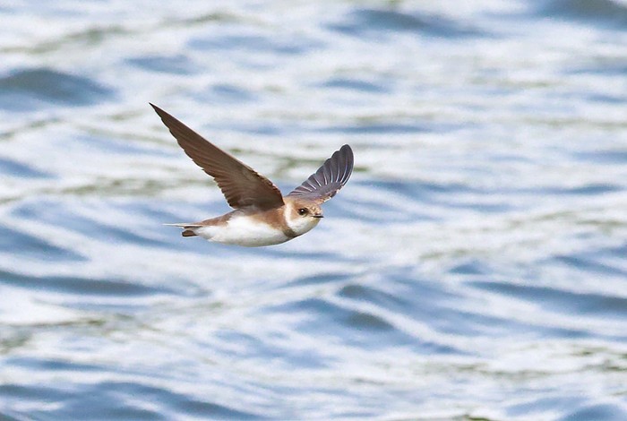 Sand Martin