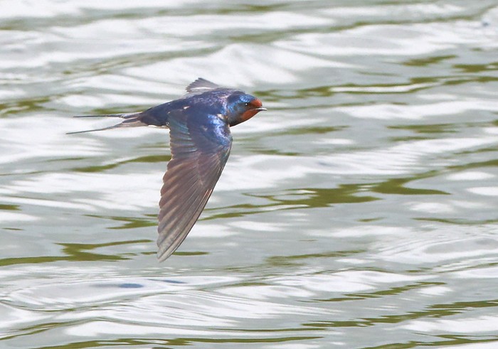 Swallow