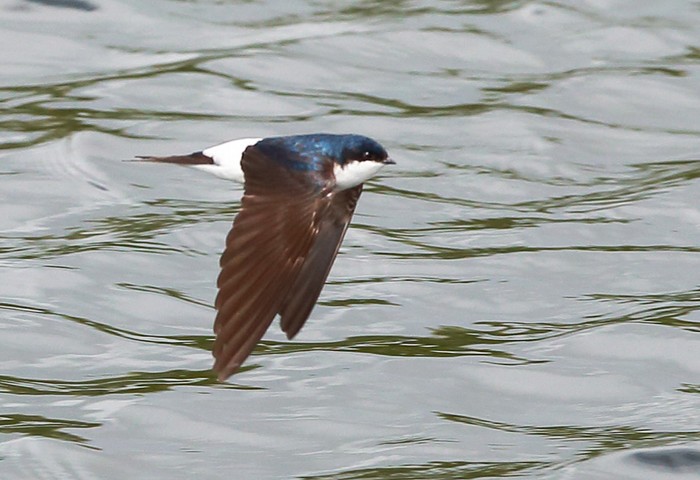 House Martin