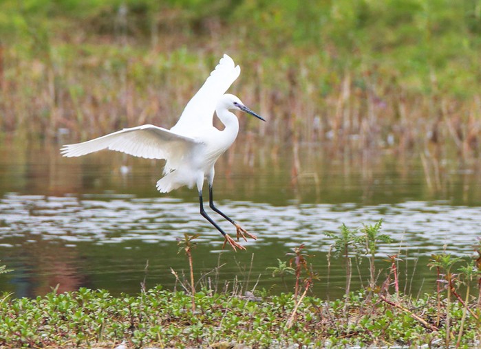 Little Egret