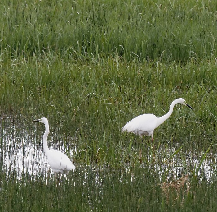 Great White Egret