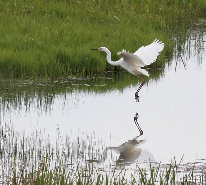 Great White Egret