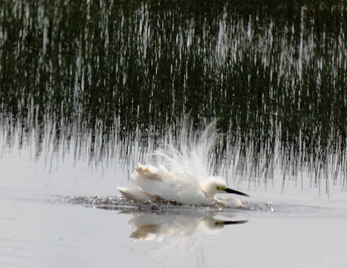 Great White Egret