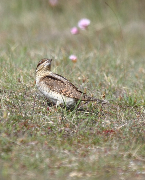 Wryneck