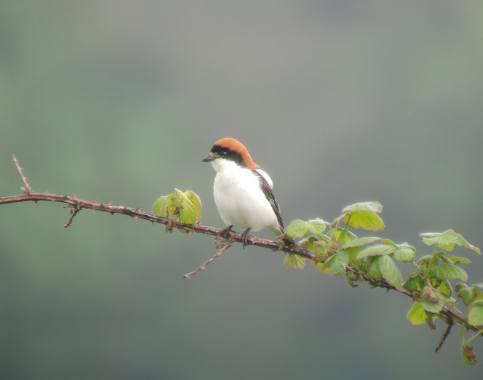Woodchat Shrike