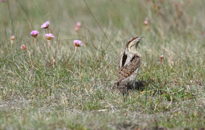Wryneck