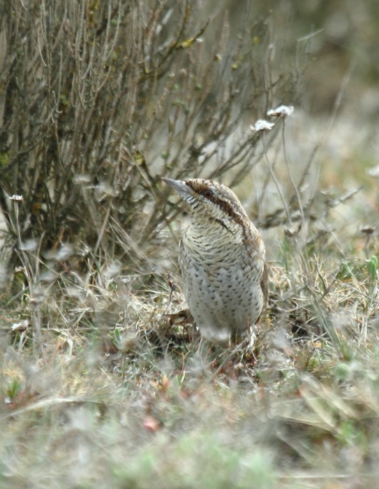 Wryneck