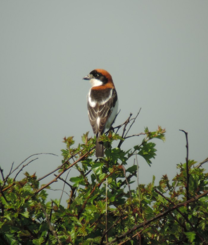 Woodchat Shrike