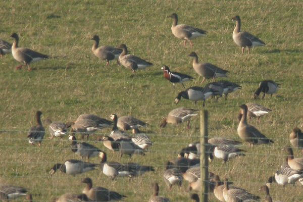 Red-breasted Goose