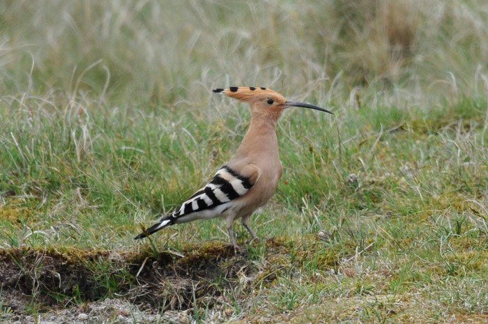 Hoopoe