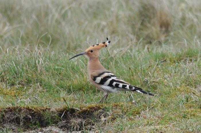 Hoopoe
