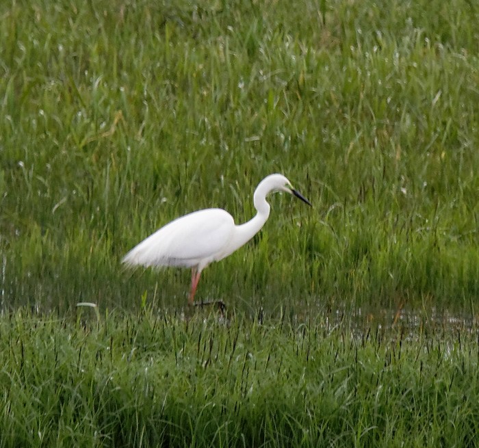 Great White Egret