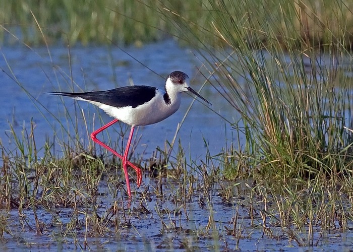 Black-winged Stilt