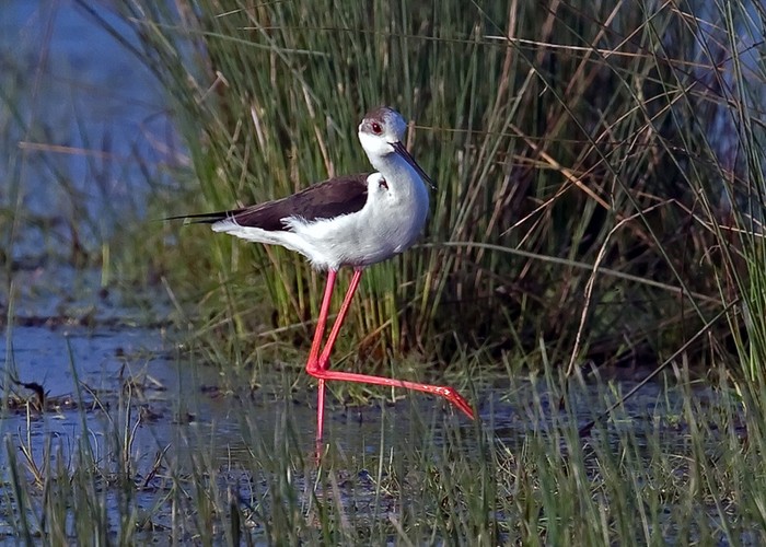 Black-winged Stilt