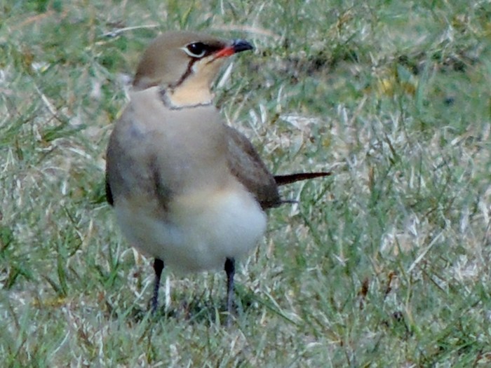 Collared Pratincole