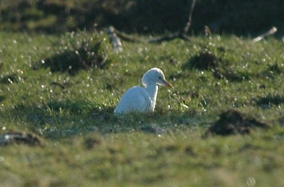 Cattle Egret