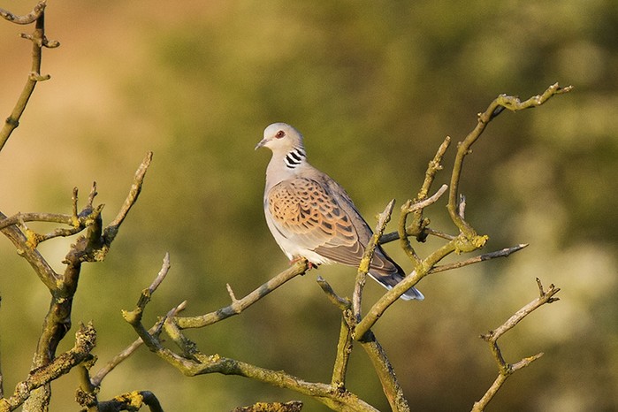 Turtle Dove